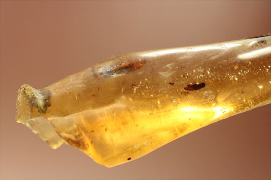 ゴキブリ?からクモまで、多種多様な虫を内包する超ロングサイズのコーパル(その18)