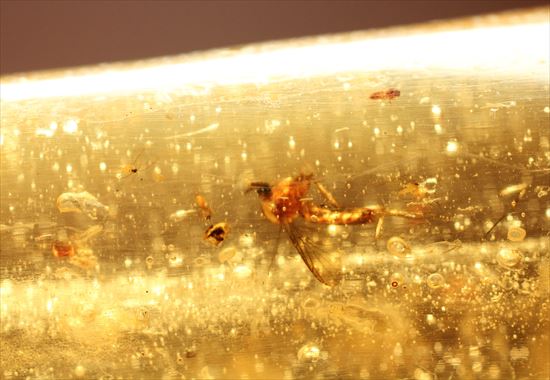 ゴキブリ?からクモまで、多種多様な虫を内包する超ロングサイズのコーパル(その5)