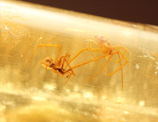 ゴキブリ?からクモまで、多種多様な虫を内包する超ロングサイズのコーパル(その7)