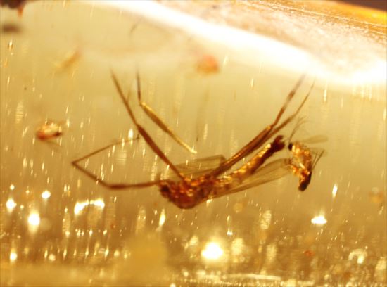 ゴキブリ?からクモまで、多種多様な虫を内包する超ロングサイズのコーパル(その8)