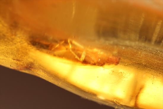 ゴキブリ?からクモまで、多種多様な虫を内包する超ロングサイズのコーパル(その9)