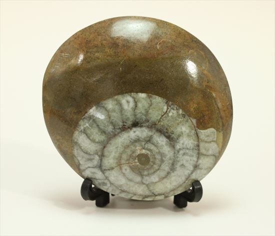 ゴニアタイトアンモナイト 模様がきれい！古いタイプのアンモナイト、ゴニアタイトアンモナイト