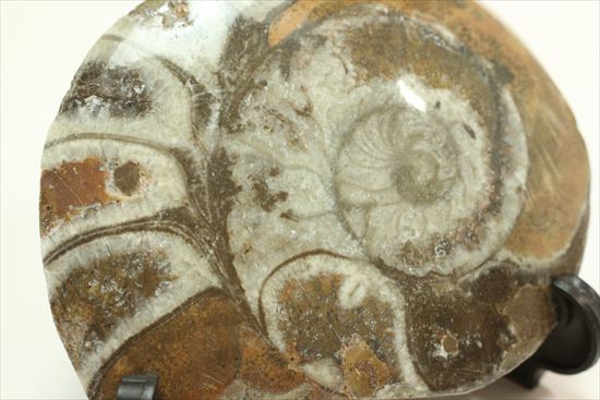 模様がきれい!古生代の海の代表的生物ゴニアタイト(その4)