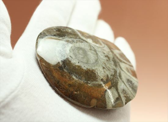 模様がきれい!古生代の海の代表的生物ゴニアタイト(その5)