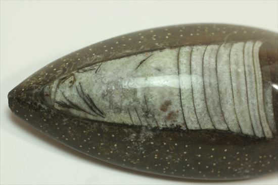 じつは三葉虫の捕食者!オルソセラスの仲間化石(立体的)(その10)