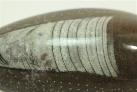 じつは三葉虫の捕食者!オルソセラスの仲間化石(立体的)(その11)