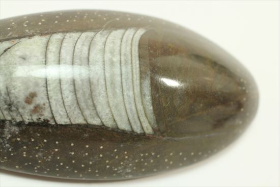 じつは三葉虫の捕食者!オルソセラスの仲間化石(立体的)(その12)