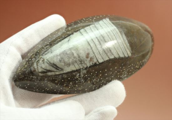 じつは三葉虫の捕食者!オルソセラスの仲間化石(立体的)(その14)