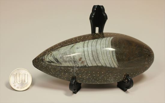 じつは三葉虫の捕食者！オルソセラスの仲間化石（立体的