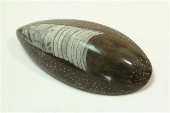 じつは三葉虫の捕食者!オルソセラスの仲間化石(立体的)(その8)