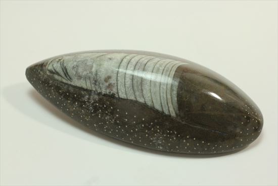 じつは三葉虫の捕食者!オルソセラスの仲間化石(立体的)(その9)