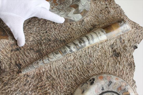 60cmオーバード級のサイズを誇る古生代の海を体現するマルチプレート標本（その14）