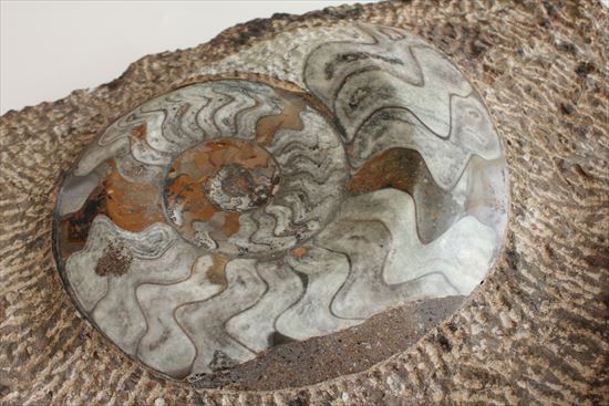 60cmオーバード級のサイズを誇る古生代の海を体現するマルチプレート標本（その16）