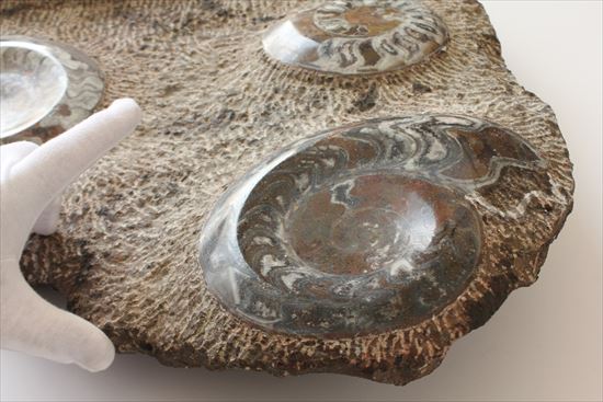 60cmオーバード級のサイズを誇る古生代の海を体現するマルチプレート標本（その18）