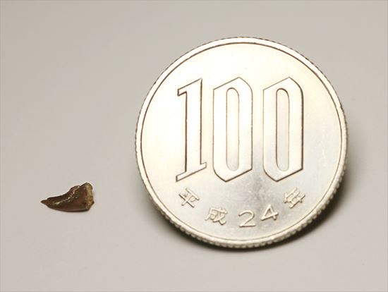 赤ちゃんでも既にハンターなのだ!ドロマエオサウルスの赤ちゃんハンドクロウ(Haching Doromaeosaurus Hand Claw)(その10)
