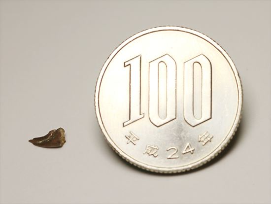 赤ちゃんでも既にハンターなのだ！ドロマエオサウルスの赤ちゃんハンドクロウ(Haching Doromaeosaurus Hand Claw)（その10）