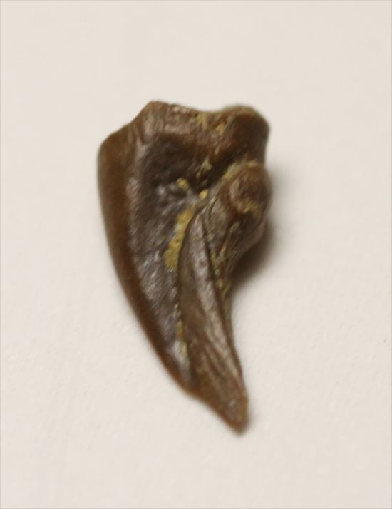 赤ちゃんでも既にハンターなのだ！ドロマエオサウルスの赤ちゃんハンドクロウ(Haching Doromaeosaurus Hand Claw)（その2）