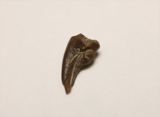 赤ちゃんでも既にハンターなのだ!ドロマエオサウルスの赤ちゃんハンドクロウ(Haching Doromaeosaurus Hand Claw)(その3)