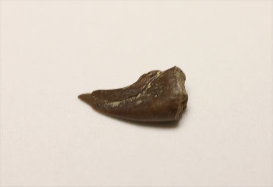 赤ちゃんでも既にハンターなのだ!ドロマエオサウルスの赤ちゃんハンドクロウ(Haching Doromaeosaurus Hand Claw)(その4)