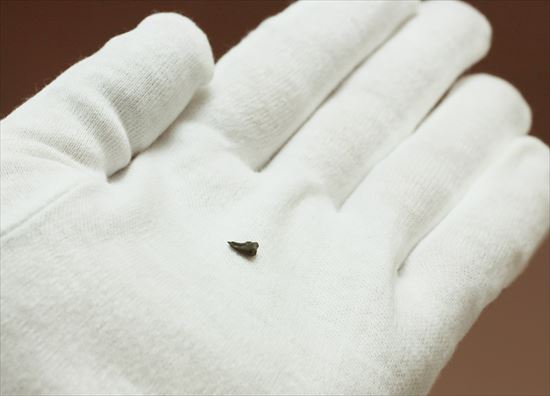 赤ちゃんでも既にハンターなのだ!ドロマエオサウルスの赤ちゃんハンドクロウ(Haching Doromaeosaurus Hand Claw)(その5)