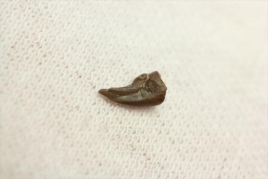 赤ちゃんでも既にハンターなのだ!ドロマエオサウルスの赤ちゃんハンドクロウ(Haching Doromaeosaurus Hand Claw)(その7)