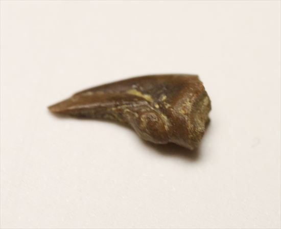 赤ちゃんでも既にハンターなのだ!ドロマエオサウルスの赤ちゃんハンドクロウ(Haching Doromaeosaurus Hand Claw)(その8)