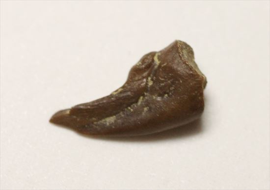 赤ちゃんでも既にハンターなのだ！ドロマエオサウルスの赤ちゃんハンドクロウ(Haching Doromaeosaurus Hand Claw)（その9）