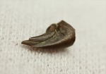 赤ちゃんでも既にハンターなのだ！ドロマエオサウルスの赤ちゃんハンドクロウ(Haching Doromaeosaurus Hand Claw)