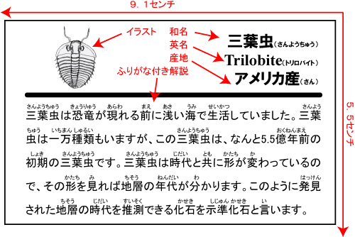 自由頬つきの三葉虫エルラシア・キンギ10個セット/古生代カンブリア紀(5億4200万 -- 5億500万年前) 【ed003】(その3)