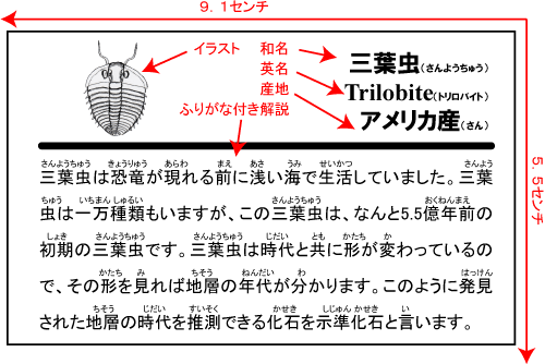 自由頬つきの三葉虫エルラシア・キンギ１０個セット/古生代カンブリア紀（5億4200万 -- 5億500万年前） 【ed003】（その3）