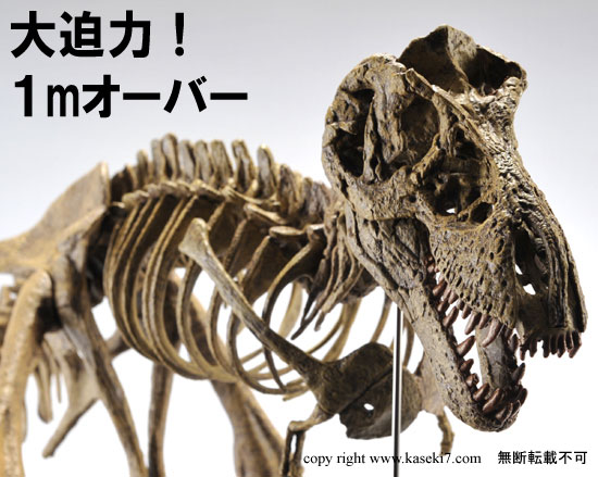ティラノサウルス本格スケルトンプラモデル（その2）