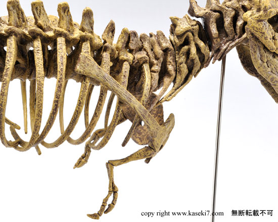 ティラノサウルス本格スケルトンプラモデル（その3）