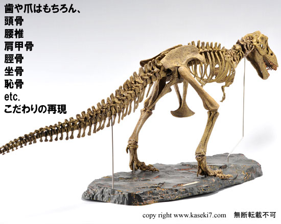 ティラノサウルス本格スケルトンプラモデル（その5）