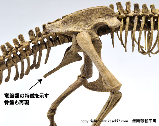 ティラノサウルス本格スケルトンプラモデル（その6）