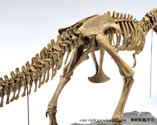 ティラノサウルス本格スケルトンプラモデル（その7）