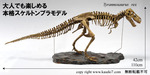 ティラノサウルス本格スケルトンプラモデル