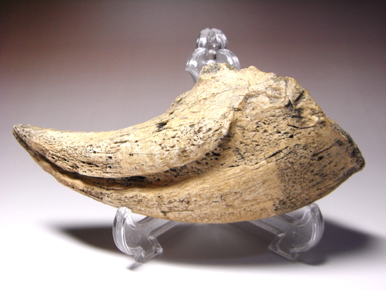 岩石のように重い：ティラノサウルス・レックスの爪のレプリカ（その1）