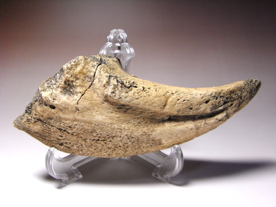 岩石のように重い：ティラノサウルス・レックスの爪のレプリカ（その2）