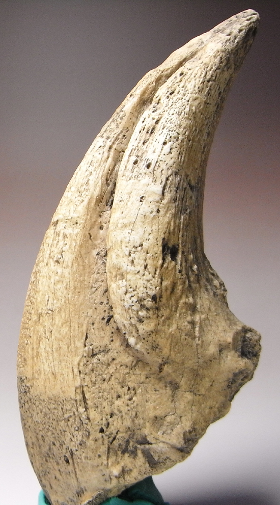岩石のように重い：ティラノサウルス・レックスの爪のレプリカ（その3）