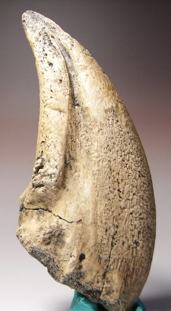 岩石のように重い：ティラノサウルス・レックスの爪のレプリカ（その4）