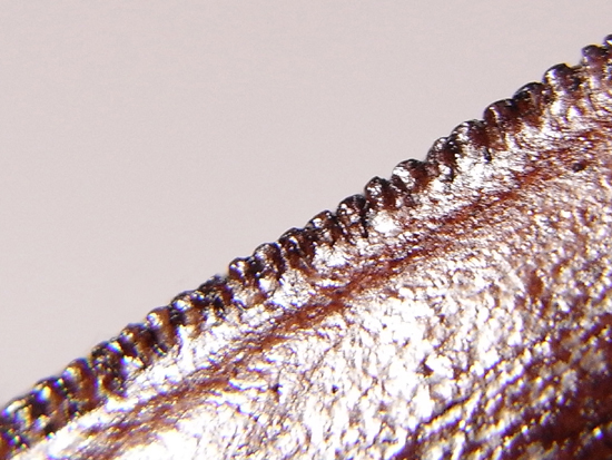 セレーションまで再現：ティラノサウルス・レックスの歯のレプリカ （その5）