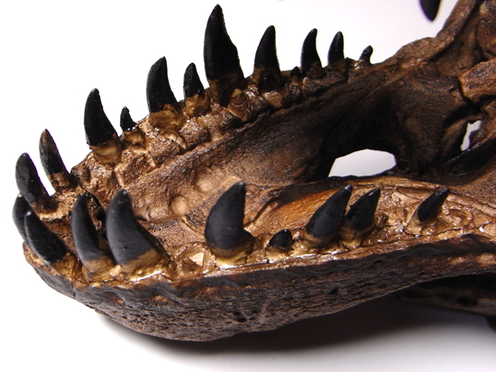 あの’スタン’を１００％再現：ティラノサウルスの頭骨のレプリカ （その10）