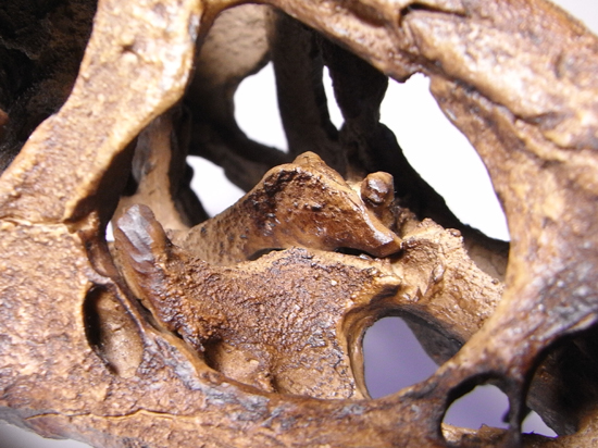 あの’スタン’を１００％再現：ティラノサウルスの頭骨のレプリカ （その11）