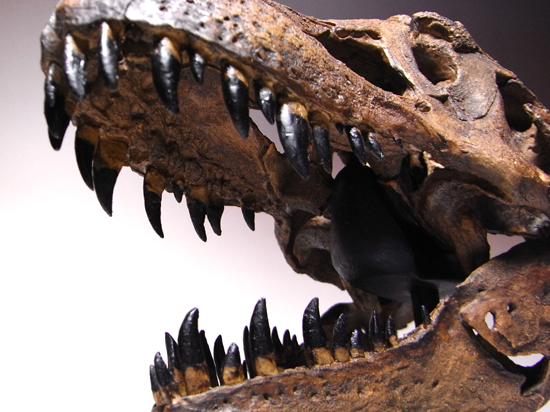 【大迫力】トリケラトプス 頭骨 化石レプリカ ティラノサウルス