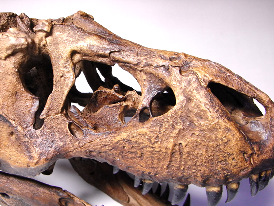 あの’スタン’を１００％再現：ティラノサウルスの頭骨のレプリカ （その5）