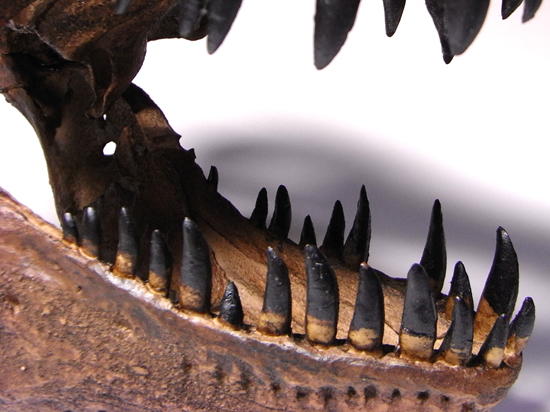 あの’スタン’を１００％再現：ティラノサウルスの頭骨のレプリカ （その6）