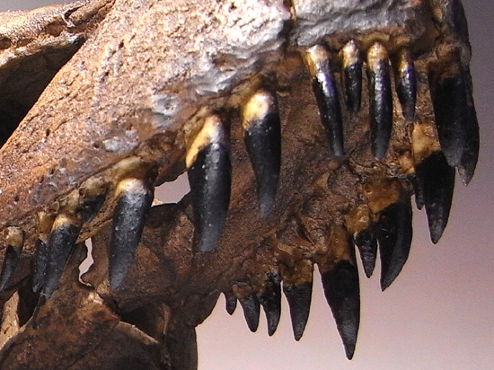 あの’スタン’を１００％再現：ティラノサウルスの頭骨のレプリカ （その7）