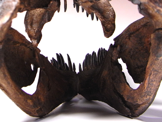 あの’スタン’を１００％再現：ティラノサウルスの頭骨のレプリカ （その8）