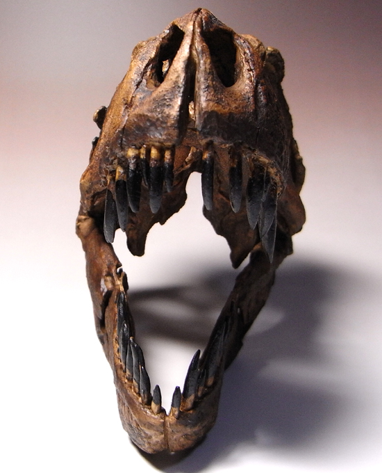 あの’スタン’を１００％再現：ティラノサウルスの頭骨のレプリカ