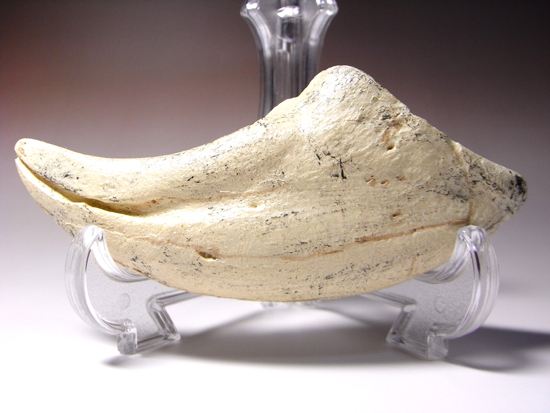 2002年に発見された本物化石を正確に象ったコレクションアイテム、通称アジアン・t-rex:タルボサウルスの後肢の爪のレプリカ (その1)